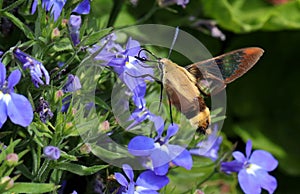 The hummingbird clearwing,Hemaris thysbe