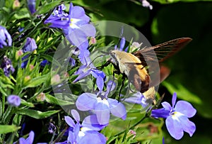 The hummingbird clearwing,Hemaris thysbe