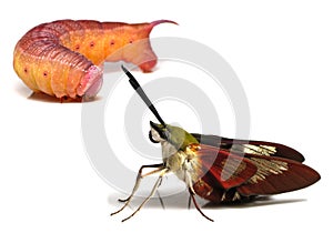 Hummingbird Clearwing - Hodges 7853 (Hemaris thysbe) Adult Moth and Caterpillar isolated on a White Background photo