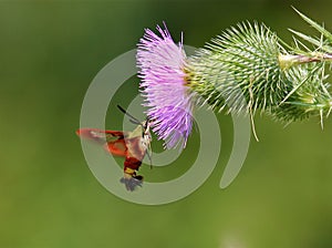 Hummingbird Clearwing Moth photo