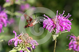 Hummingbird Clearwing Moth photo