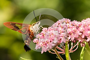 Hummingbird Clearwing Moth