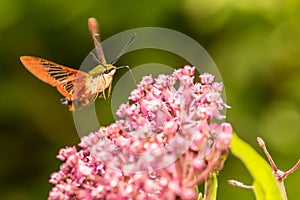 Hummingbird Clearwing Moth photo