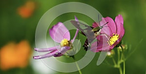 Hummingbird Clearwing Moth Feeding on Flowers photo