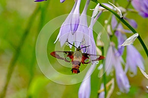 Hummingbird Clearwing Moth Hemaris thysbe