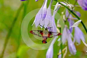 Hummingbird Clearwing Moth Hemaris thysbe photo