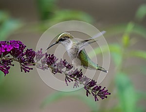 Hummingbird collects pollen from flowers