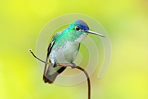 Hummingbird from Colombia. Andean Emerald, Amazilia franciae, with pink red flower, clear green background, Colombia. Wildlife photo