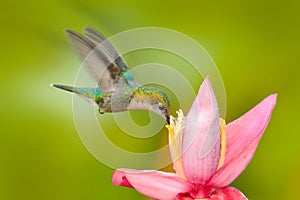 Hummingbird from Colombia. Andean Emerald, Amazilia franciae, with pink red flower, clear green background, Colombia. Wildlife photo