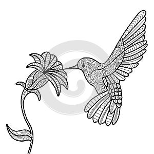 Hummingbird coloring book for adults vector