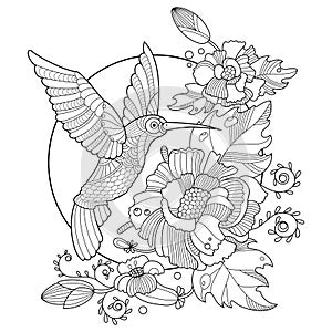 Hummingbird coloring book for adults vector