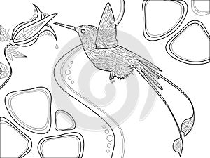 Hummingbird coloring book for adults vector