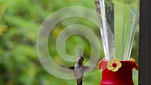 Hummingbird coming in to a feeder