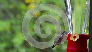 Hummingbird coming in to a feeder