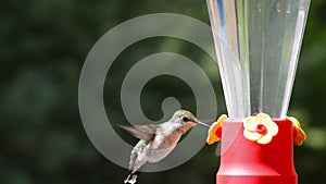 Hummingbird coming in to a feeder