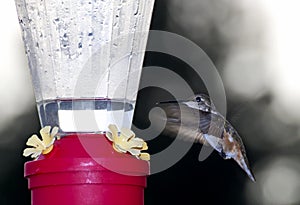 Hummingbird Coming To Feeder At Twilight