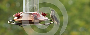 Hummingbird at a copper feeder taking a break.