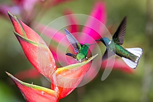 Hummingbird Copper-rumped Hummingbird and white-necked jacobin fighting on red flower. , green background