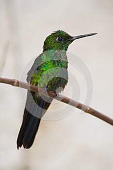 Hummingbird from Costa Rica