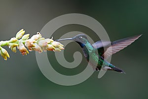 Hummingbird in Costa Rica