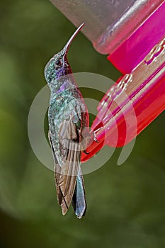 Hummingbird Costa Rica Monteverde Cloud Forest