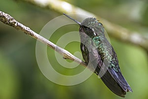 Hummingbird. Curi Cancha, Costa Rica photo
