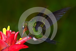 Hummingbird in dark green forest, hummingbird Green-crowned Brilliant, Heliodoxa jacula, green bird from Costa Rica flying next to