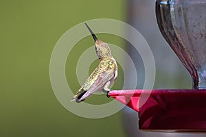 Hummingbird defending nectar feeder