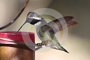 Hummingbird Dips Beak In Feeder