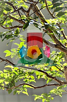 Hummingbird drinking fountain in the branches of the jabuticaba tree photo
