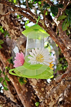 A hummingbird drinking fountain on the jabuticaba tree photo