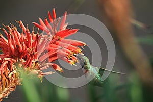 Hummingbird drinking nectar photo