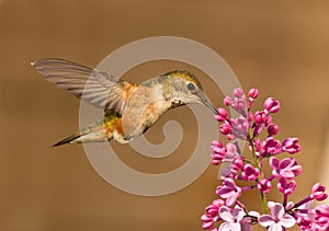 Hummingbird drinking nectar from flower