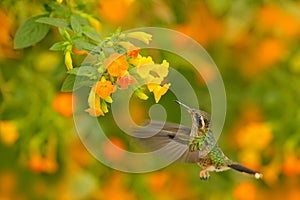 Hummingbird drinking nectar from pink flower. Feeding scene with Speckled Hummingbird. Bird from Colombia tropical forest. Exotic