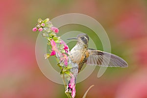 Hummingbird drinking nectar from pink flower. Hummingbird sucking nectar. Feeding scene with Speckled Hummingbird. Bird from Ecuad