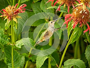 Hummingbird Hovering among Sneezeweed Flowers photo