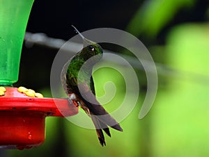 A hummingbird drinking water