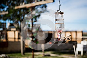 Hummingbird drinking water at Bottle Tree Ranch