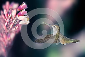 Hummingbird drinking a water from a purple flower