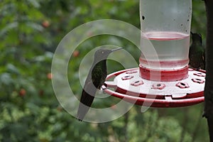 Hummingbird eating nectar from a feeder close to Valle de Cocora, Cocora Valley, Eje Cafetero, Salento, Colombia