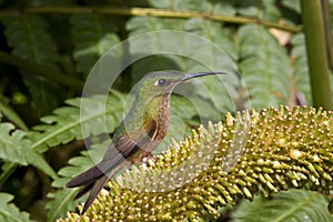 Hummingbird - Ecuador
