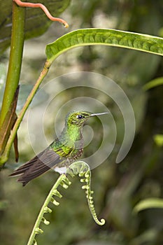 Hummingbird - Ecuador photo