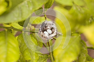 Hummingbird eggs