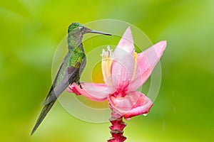 Hummingbird Empress Brilliant, Heliodoxa imperatrix, sitting on beautiful pink flower, Tatama, Colombia. Wildlife scene from trop