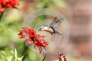 Hummingbird enjoying a beautiful flower