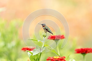 Hummingbird enjoying a beautiful flower