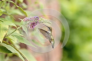 Hummingbird enjoying a beautiful flower