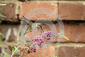 Hummingbird enjoying a beautiful flower