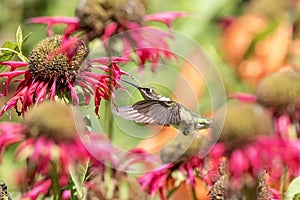 Hummingbird enjoying the bee balm