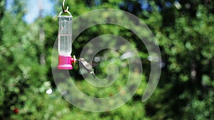 Hummingbird at feeder